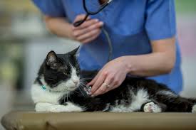 Weakness, difficulty walking, and breathing difficulties can be subtle and hard to see. How To Treat Heart Disease In Cats