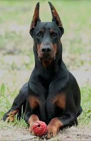 Pin On Doberman