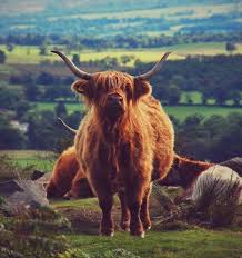 7 fakten uber schottische hochlandrinder hillwalk tours reiseblog