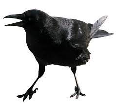 Download Png Image Crow Png Image Crow Crow Photos Png