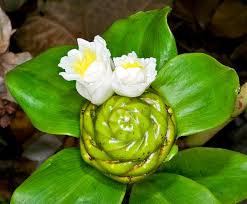 Image result for Costus afer