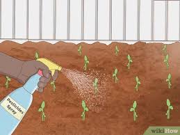 Soak the fenugreek seeds in water for 20 minutes. How To Grow Fenugreek 13 Steps With Pictures Wikihow