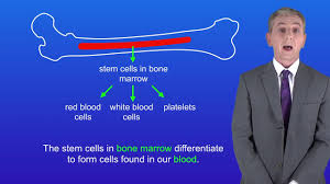 Red blood cells are some of the smallest cells in the human body. Gcse Science Revision Biology Cell Division By Mitosis Youtube