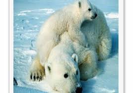 Babyanimalspuppies Animal Facts Pretty Animals Baby Animals Funny