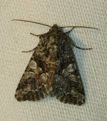 Image result for Hadena irregularis