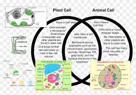 We did not find results for: Animal Cells That Is Not In Plant Cells Hd Png Download 1161x714 4826832 Pngfind