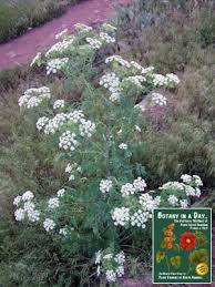 Image result for Aphloiaceae