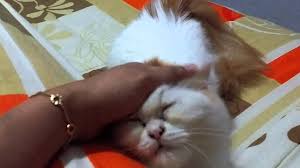 Verbal praise and tasty cat treats can go a long way in cat training. 6 Months Old Persian Kitten In Heat Youtube