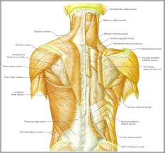 Home » best back muscles training exercises » back muscles anatomy chart. Muscles Anatomy System Human Body Anatomy Diagram And Chart Images Page 2