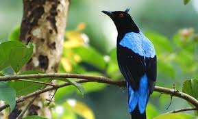 Birds That Start With F 10 Remarkable Animals That Start With The Letter F Blue Bird Bird Breeds Bird Species
