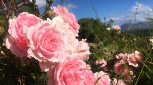 .to do in naivasha, kenya: Blumen Aus Afrika Das Undurchsichtige Geschaft Mit Der Rose Zum Muttertag Euractiv De