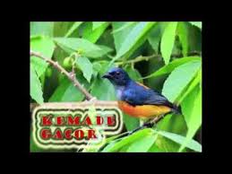 Lidi ini sendiri pilih yang agak besar agar dapat dengan mudah menyendok anda dapat memberikan campuran lain pada bubur voer untuk anak burung kutilang. Kicau Merdu Burung Kemade Talok Gacorrr Di Alam Bebas By Kicau Burung