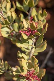 Image result for Searsia rogersii