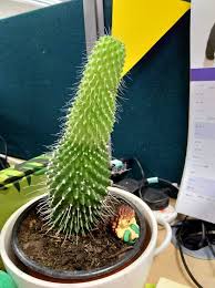 Echinopsis huascha (red torch cactus) is a columnar cactus that branches at the base and forms up to 3 feet (90 cm) tall clumps. Help To Id My Cactus Cactiguide Com
