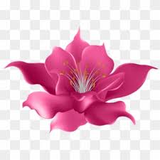 Beautiful pink flower on transparent background png. Free Flowers Png Png Transparent Images Page 3 Pikpng