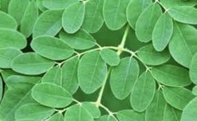 Provide a character to this unusual tree that is said to repel certain insects. Marungay The Miracle Tree Big Island Now