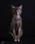 LYKOI CATS - Beeblebrox Sphynx