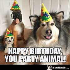 Dog Birthday Meme Happy Birthday You Party Animal Happy Birthday Dog Dog Memes Happy Dogs