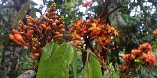 Ashoka Tree Benefits Health Benefits Of Ashoka Tree