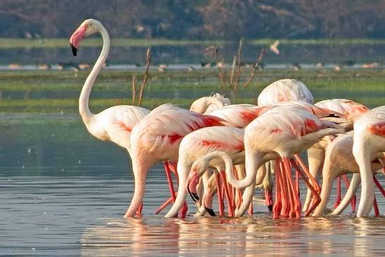 Bundala National Park: Safari, Timings, and Attractions