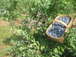 Treat Yourself To Some Organic Blueberries To Celebrate Your Wedding Bliss At Morning Glory Farm In Monroe Outdoor Wedding Venues Outdoor Wedding Morning Glory