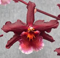 Image result for Aloe aculeata × globuligemma