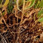 Image result for Pluchea ovalis