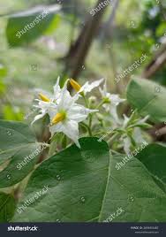 Image result for Solanum torvum