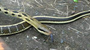 (mainland china and malaysia hokkien) python. æœ€ç¾Žå®¶è›‡ ä¿è‚²é¡žé»'çœ‰éŒ¦è›‡ä¾†è¨ª Peopo å…¬æ°'æ–°èž