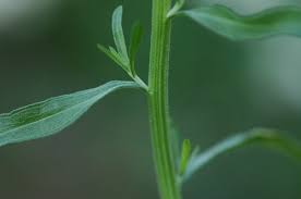 Image result for Oxyanthus strigosus