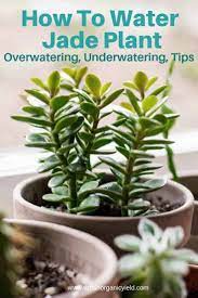 How To Water Jade Plant Overwatering Or Underwatering Tips Jade Plants Plants Plant Care Houseplant