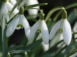 | meaning, pronunciation, translations and examples. Snowdrop A Profile Of A Garden Bulb Howstuffworks