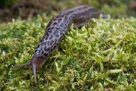 The leopard slug's natural habitat is in forests, but it also can be found in other places. Solvoluta About Slugs