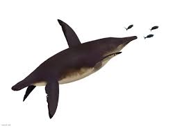 Image result for Phacelurus