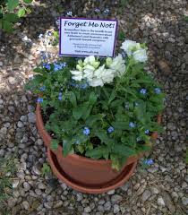 I once had an elderly patient who had end stage dementia. Forget Me Not Flowers Serve To Raise Awareness About Alzheimer S And Dementia Positively Naperville