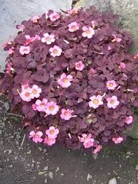 Image result for Oxalis purpurascens