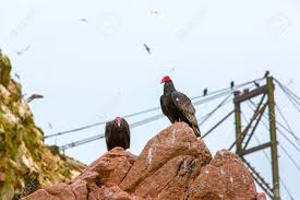 Lichen (lumut kerak), lumut, rumput pendek. Vulture Roten Hals Vogel In Ballestas Islands Peru South Amerika Nationalpark Paracas Flora Und Fauna Lizenzfreie Fotos Bilder Und Stock Fotografie Image 24858437