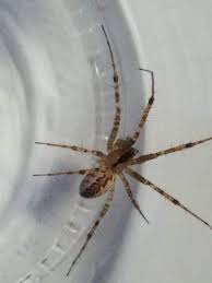 Meer dan 40 soorten wolfsspinnen worden gevonden in wisconsin, inclusief leden zeven soorten trechterweverspinnen, onderdeel van de familie agelenidae, wonen in wisconsin. Wisconsin Spider Identification Chart Barbe