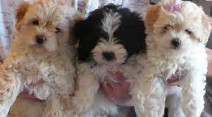 If you live outside california, the breeder will ship your havanese puppy depending on your location. Havapoo Havanese X Poodle Mix Info Temperament Puppies Pictures