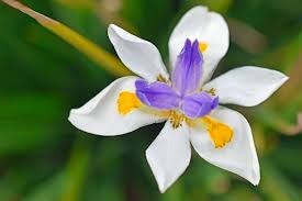 Image result for Dietes flavida