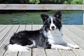 Sylvan X Puppy Dog Pictures Collie Puppies Australian Cattle Dog Border Collie