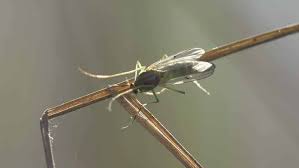 The claim behind ultrasonic pest repellers. How To Get Rid Of Gnats Best Methods That Work