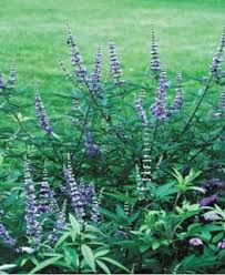 Image result for Vitex sp. A