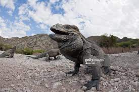 Rhinoceros Iguana Cyclura Cornuta Isla Cabritos National Park Lago Amphibians Animals Big Cats