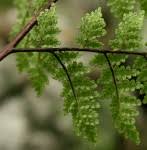 Image result for Cheilanthes angustifrondosa