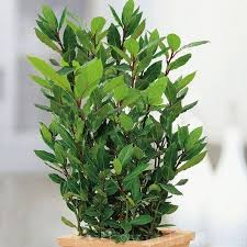 El.gr | ειδήσεις από την ελλάδα και τον κόσμο Bay Leaf Kalliergeia Se Ena Doxeio Kai Frontida Sto Spiti As8eneia Pws Na Anaparagete Ena Fyllo Dafnhs Sto Spiti Me Th Diadikasia Mosxeymata Pws Na Anaptyx8ei Apo Toys Sporoys Lavr Frontida