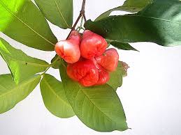 Image result for Syzygium jambos