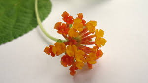 Image result for Lantana tiliifolia