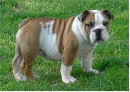 We did not find results for: Coat Color Chart For The Bulldog