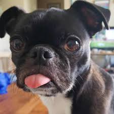 It's free to post an ad. Boston Terrier Pug Reviewed By Vets 3 Reasons To Avoid Doggypedia